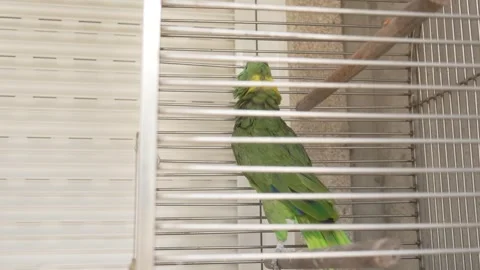 Green parrot resting inside a quiet indoor bird cage Stock Footage 324418459
