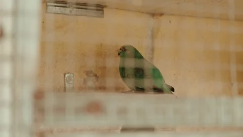 Green parrot resting inside rustic birdcage indoors Stock Footage 319298162