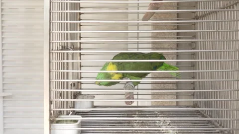 Green parrot resting quietly inside a domestic bird cage Stock Footage 324394138