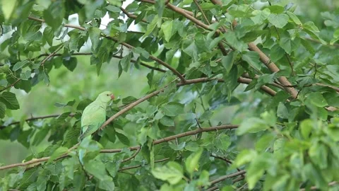 Green parrot resting on a tree in the forest. Stock Footage 244741372
