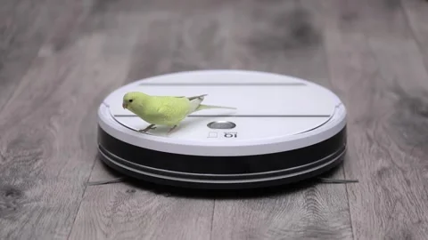 A green parrot rides on a white robot vacuum cleaner Stock Footage 241007726