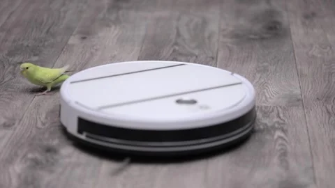 A green parrot rides on a white robot vacuum cleaner Stock Footage 242243208