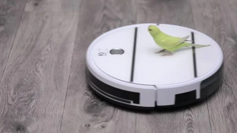 A green parrot rides on a white robot vacuum cleaner Stock Footage 243444791