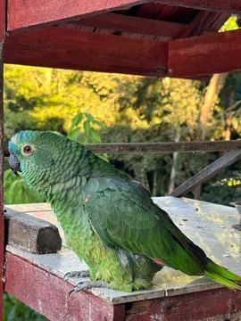 Green parrot on rustic perch Stock Photos