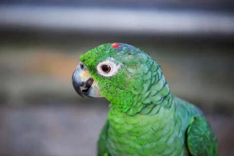 Green parrot side on  Stock Photos