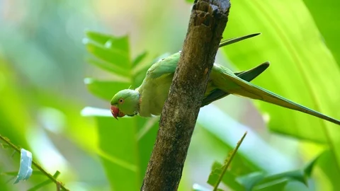 Green parrot is siting on a tree in vivid rainforest Video stock 115069972