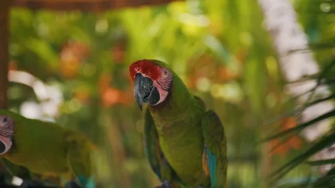 A green parrot sits on a branch Stock Footage 129054703