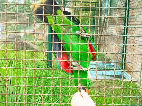 A green parrot sits upside down and is fed by hand Foto stock