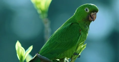 Green Parrot Sitting On A Branch In A Tree, Brazilian Forest, Amazon 動画素材 117413484
