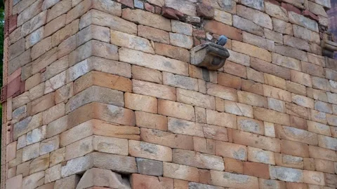 Green Parrot Sitting Calmly on Rustic Wall Stock Footage 317094535