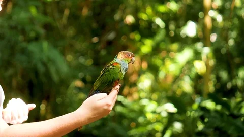 Green parrot sitting on human hand and head
free fly parrot sitting on Stock Footage 111963142