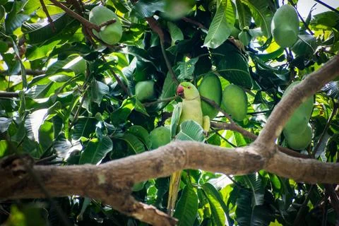 Green parrot sitting on a mango tree with fresh mangoes in natural sunlight Фото