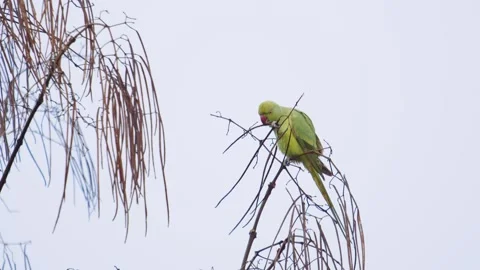 Green parrot sitting on top of tree against moody sky, handheld view Vídeos de archivo 281138503