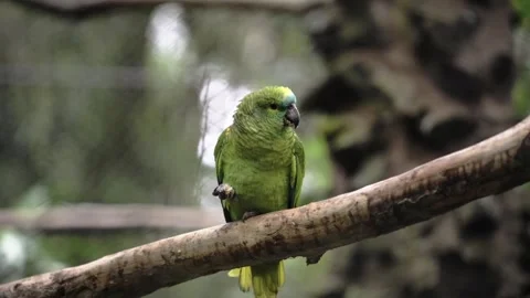 Green parrot sitting on a tree and eating food, funny animals Stock Footage 280955610