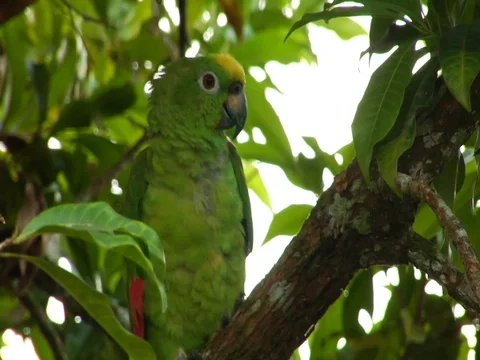 Green Parrot Sitting on Tree Branch in Amazon Jungle Rainforest Video stock 112935035