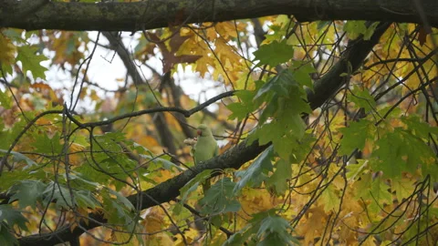 A green parrot sitting on a tree branch in autumn. Video stock 217624892