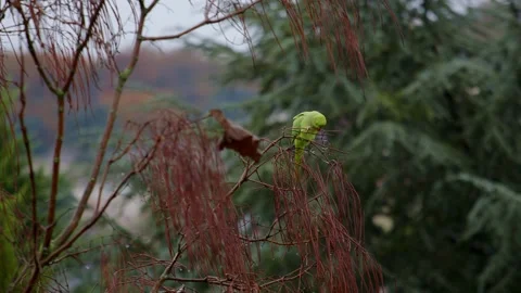 Green parrot sitting on tree branch on rainy and windy weather, close up Stock Footage 295334658