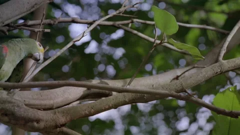 Green parrot sitting in tree Video stock 163170159