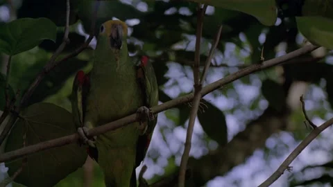 Green parrot sitting in tree Stock Footage 163170163