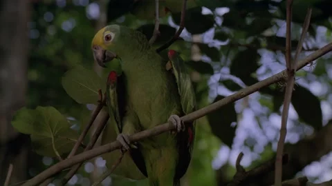 Green parrot sitting in tree Stock Footage 163170164