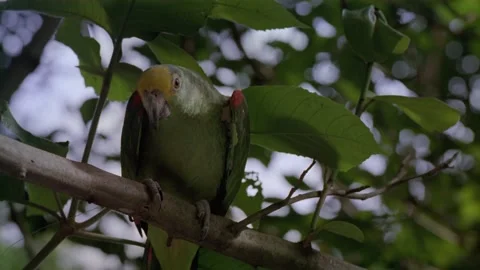 Green parrot sitting in tree Stock Footage 163170165