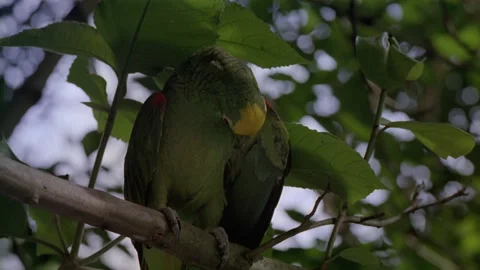 Green parrot sitting in tree Video stock 163170166