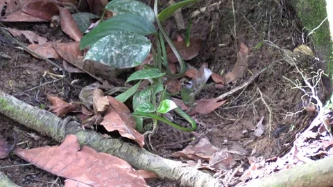 Green Parrot Snake Slithering Moving in Amazon Jungle in South America Stock Footage 132611073