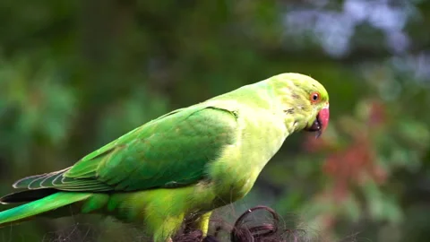 Green parrot standing on a persons head. Beautiful exotic bird. Parakeet. Stock Footage 130186030