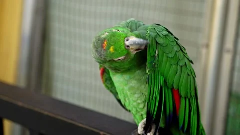 A green parrot thoroughly cleans feathers with its beak. Stock Footage 131067014