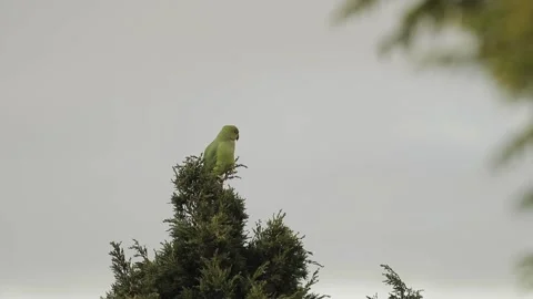 A Green parrot on top of tree Stock Footage 155404922