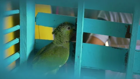 Green parrot touching by hands Stock Footage 131705819