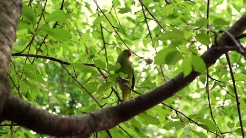 Green parrot on tree branch with fresh summer leaves in sunlight Stock-Footage 314979980