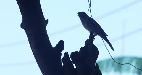 Green Parrot on the tree Stock Footage 166059633