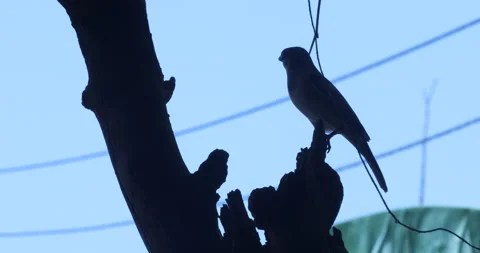 Green Parrot on the tree Stock Footage 166059648