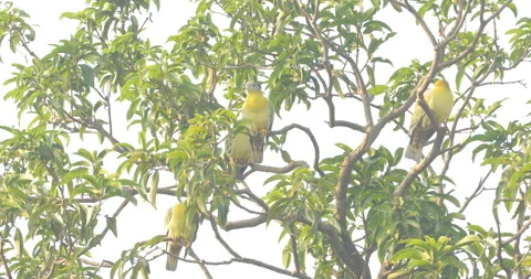 Green Parrot on the tree Stock Footage 166074529