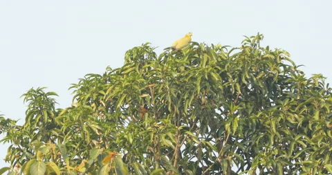 Green Parrot on the tree Stock Footage 166074558