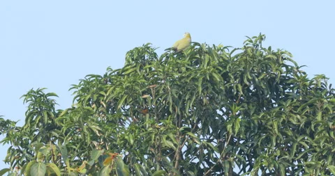 Green Parrot on the tree Stock Footage 166074571