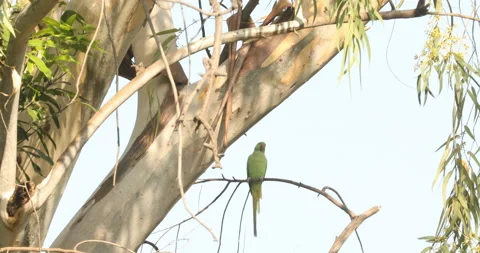 Green Parrot on the tree Stock Footage 166076469