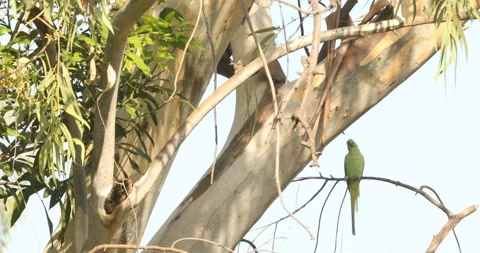Green Parrot on the tree Stock Footage 166076482