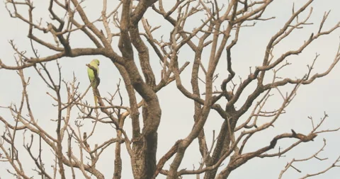 Green Parrot on the tree Stock Footage 168621096