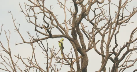 Green Parrot on the tree Stock Footage 168621119
