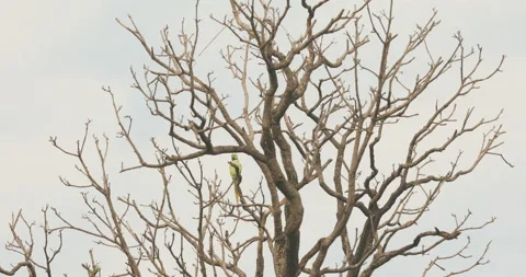 Green Parrot on the tree Stock Footage 168621173