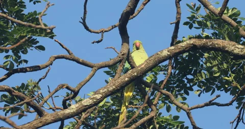 Green Parrot on tree Stock Footage 279122521