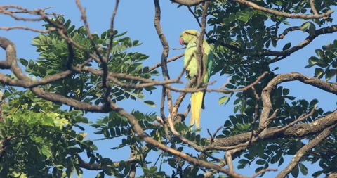 Green Parrot on tree Stock Footage 279123758