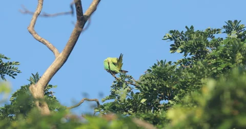 Green Parrot on the tree Stock Footage 279124903