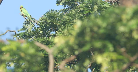 Green Parrot on tree Stock Footage 279124978