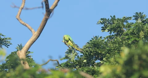 Green Parrot on the tree Stock Footage 279125004