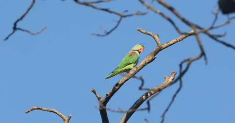 Green Parrot on the tree Stock Footage 279125415