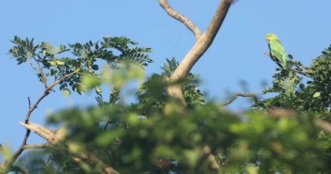 Green Parrot on the tree Stock Footage 279125425