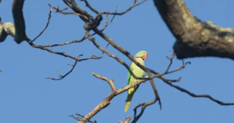 Green Parrot on the tree Stock Footage 279125444